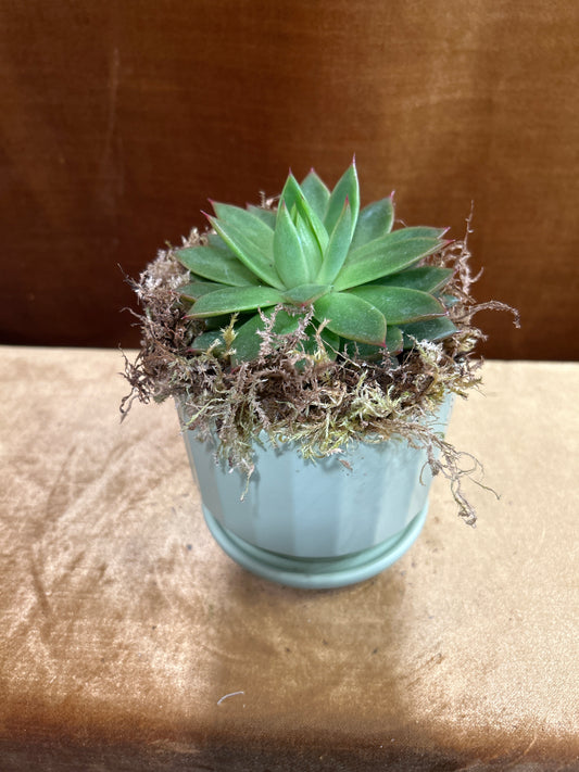 Succulents in Sage