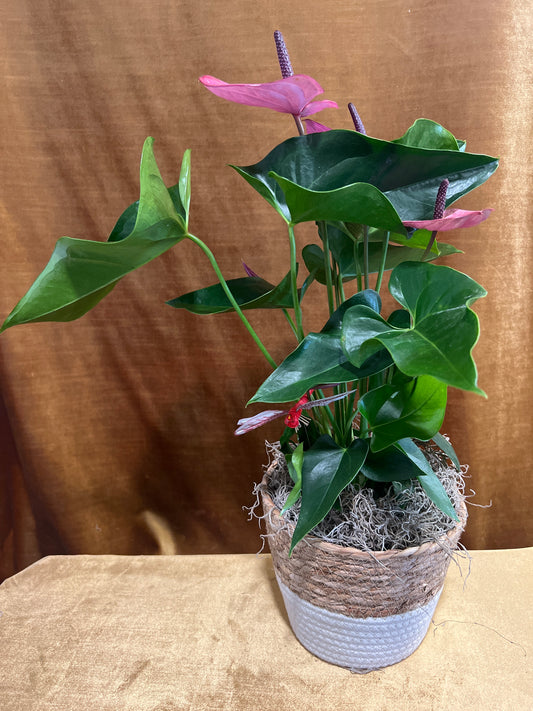 Tropical Kiss