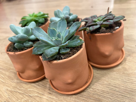Booby Succulent Pot 2.5inch
