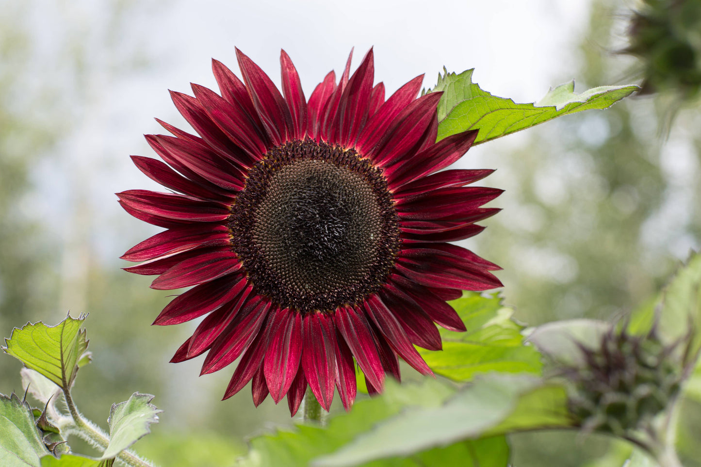 Black Beauty Sunflower Osborne Garden Seed Packet