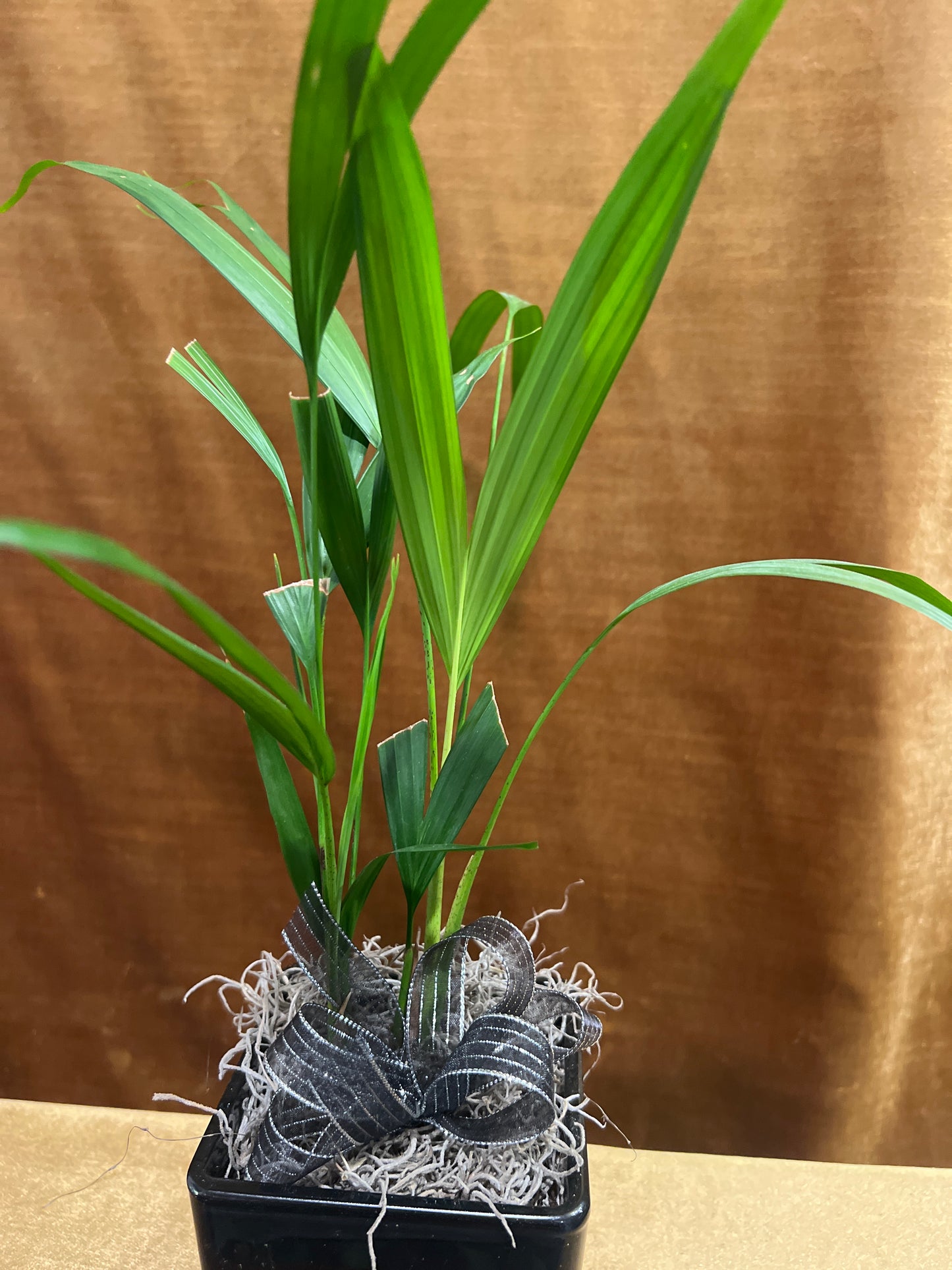Luxe Palm