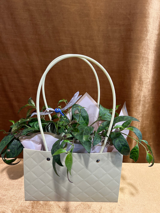 Purse Plant
