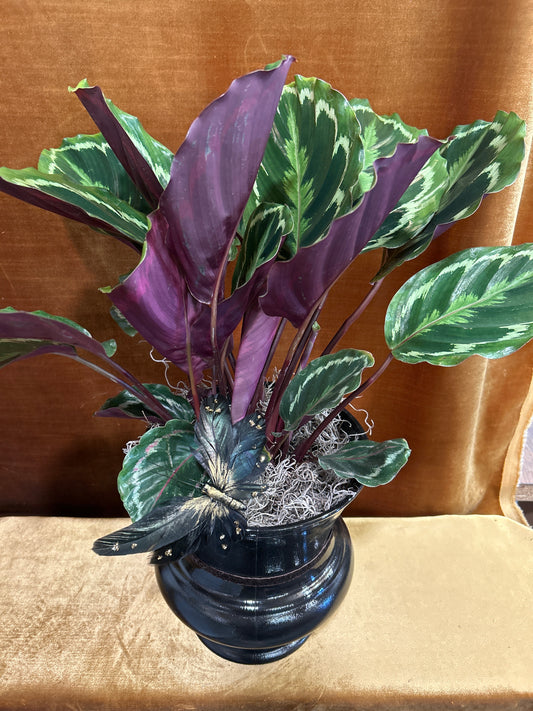 Dark Calathea