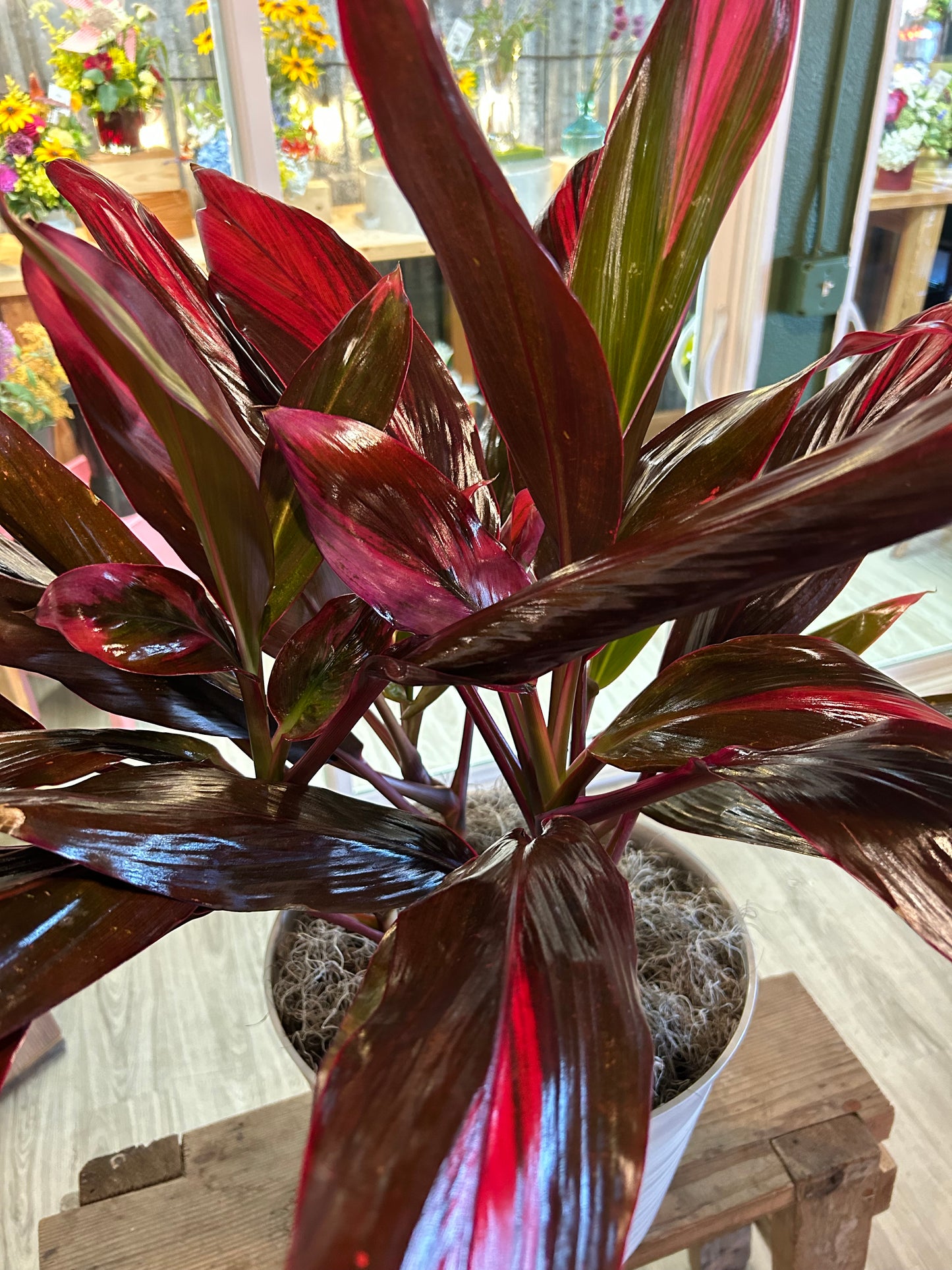 Cordyline Fruticosa