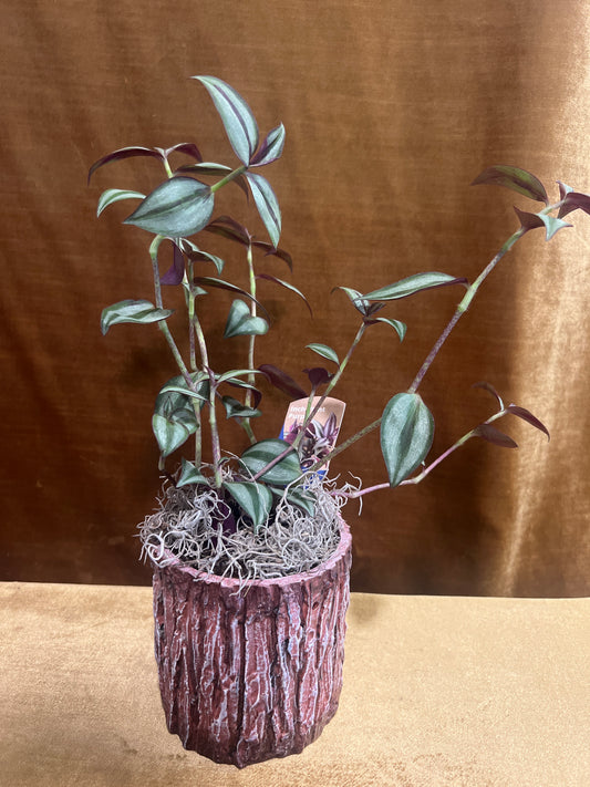 Purple Inch Plant