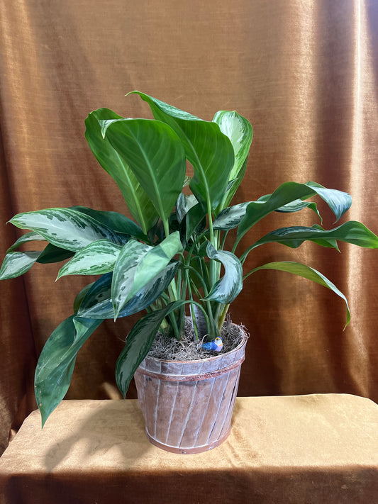 Evergreen Elegance