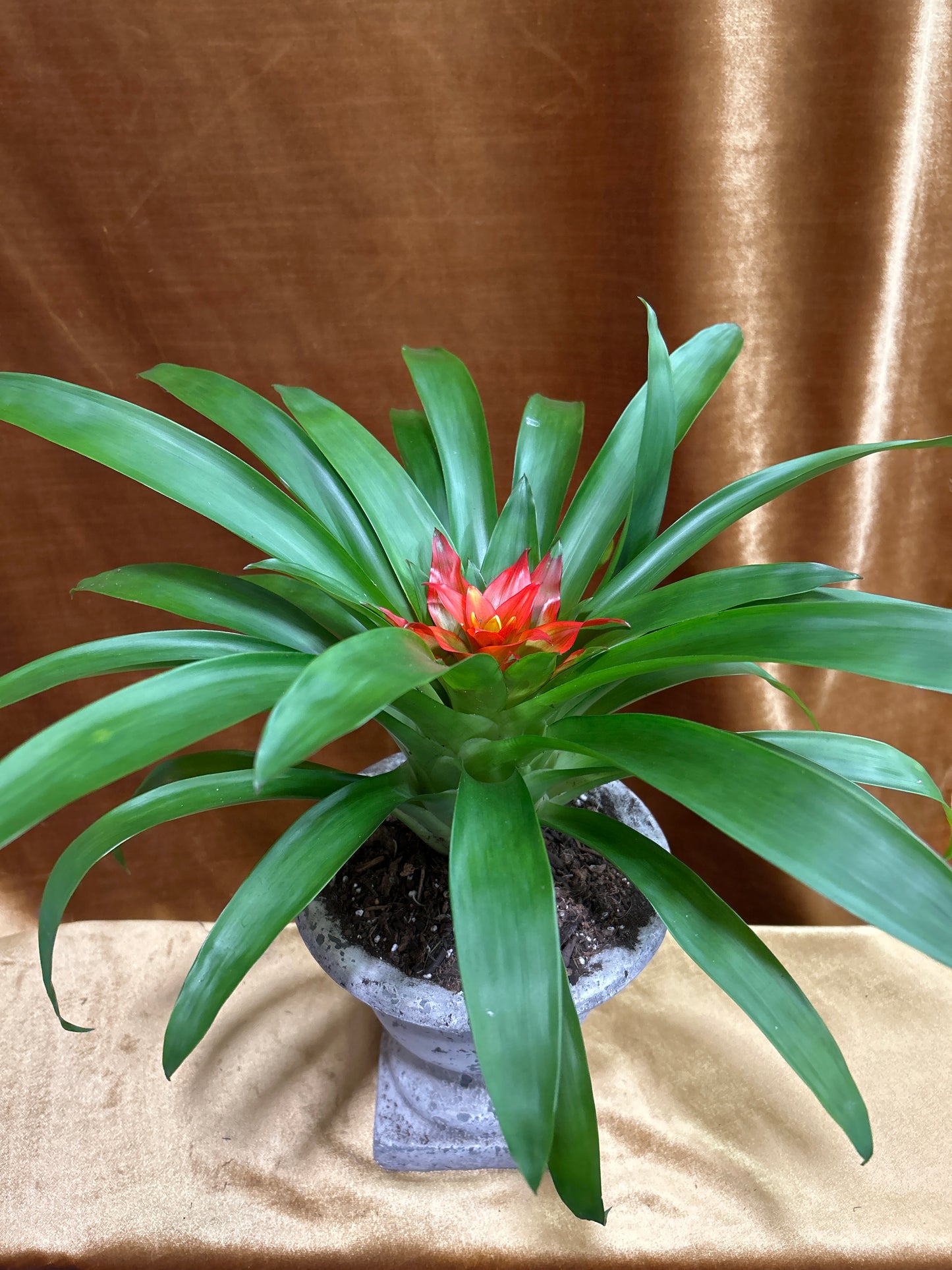 Bromeliad