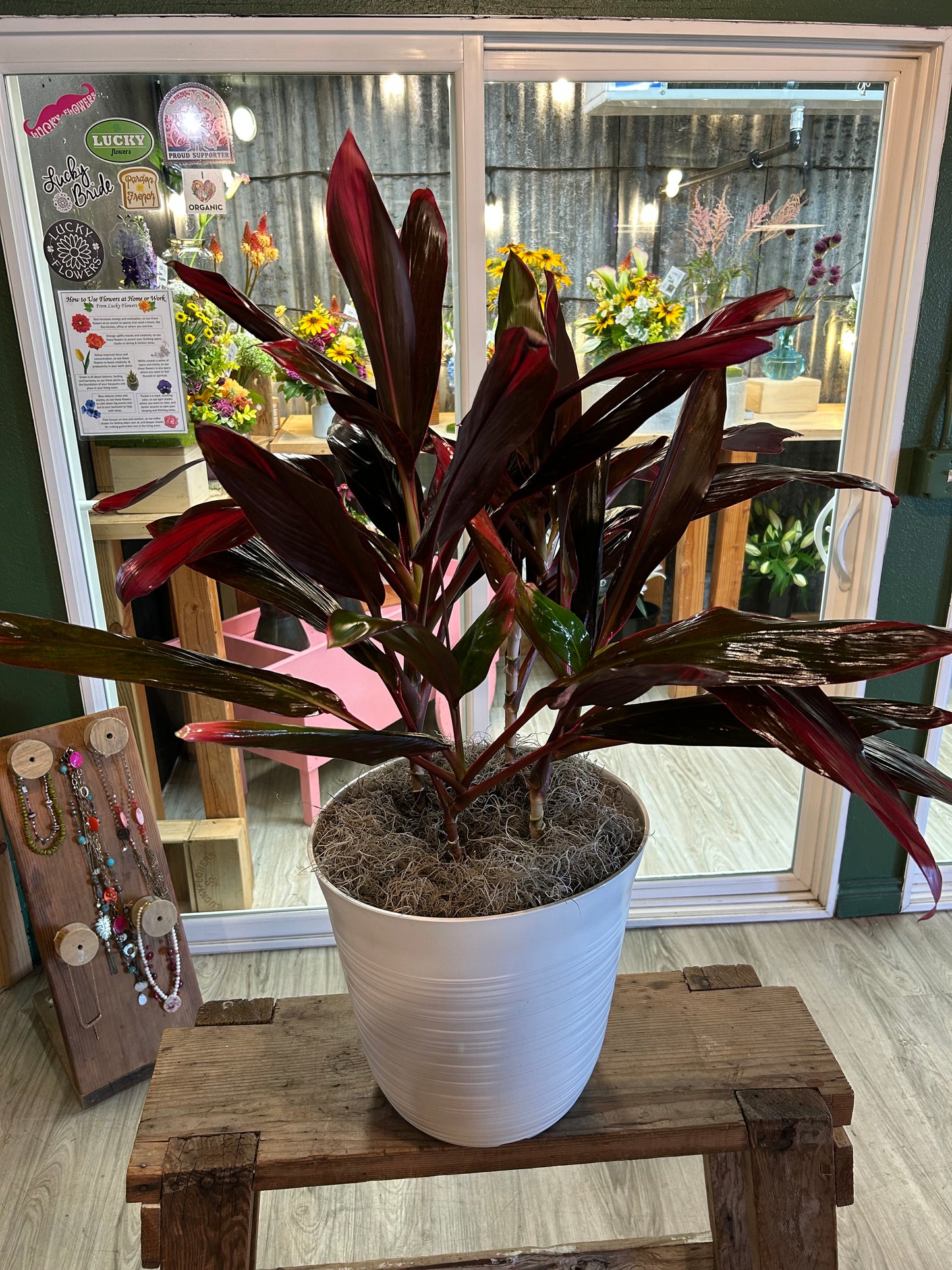 Cordyline Fruticosa