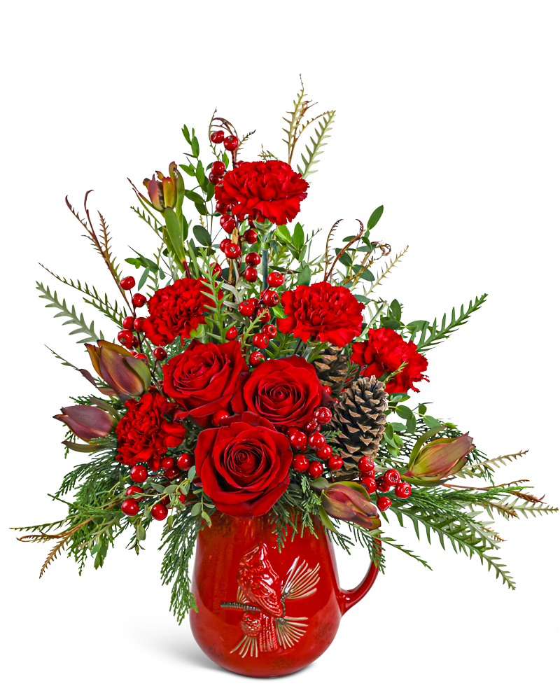 Scarlet Cardinal Pitcher