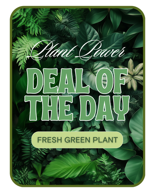 Green Plant Deal of the Day
