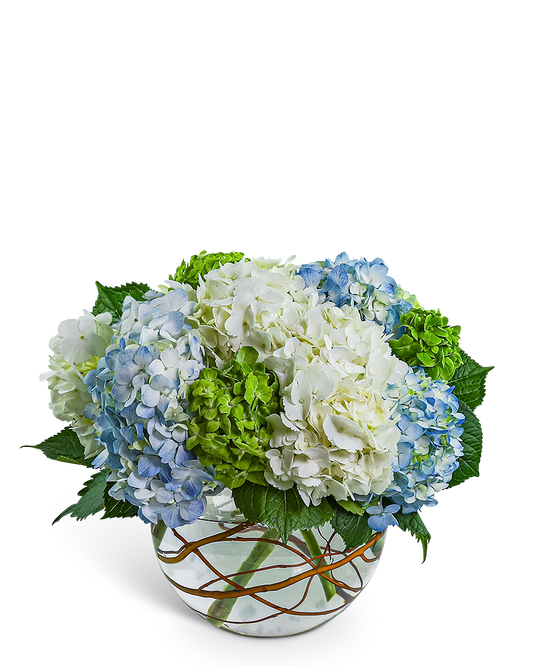 Hydrangea Heaven