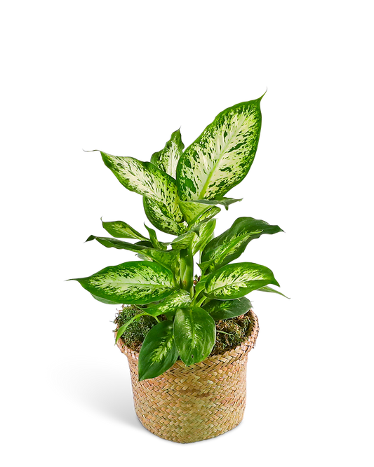 Dieffenbachia Plant