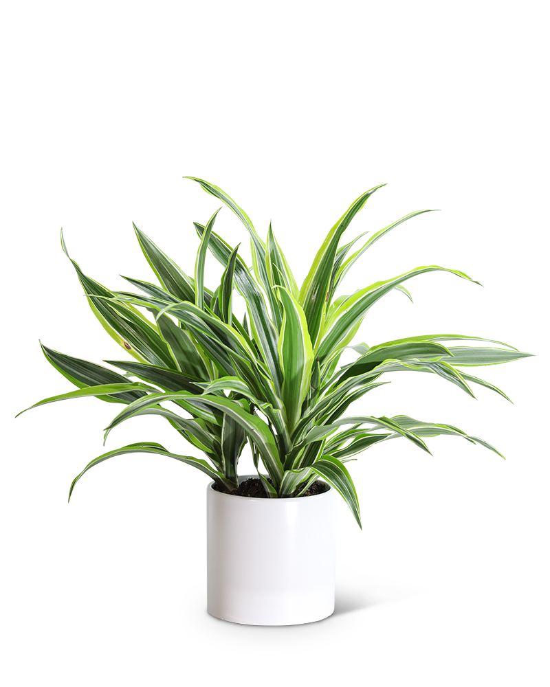 Dracaena Lemon Lime Plant