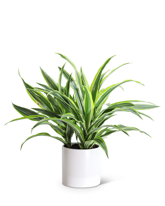Dracaena Lemon Lime Plant