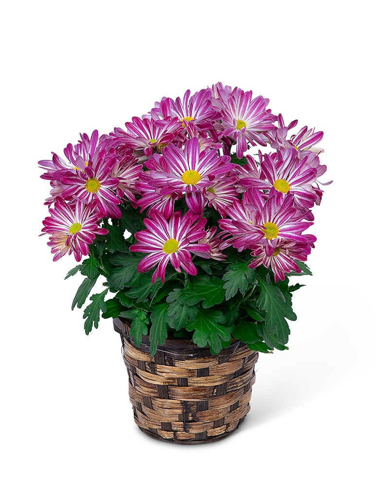 Daisy Plant in Basket
