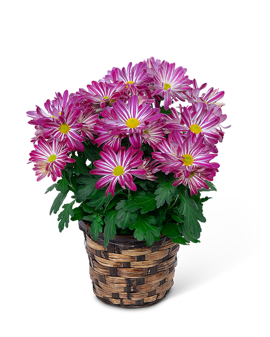 Daisy Plant in Basket