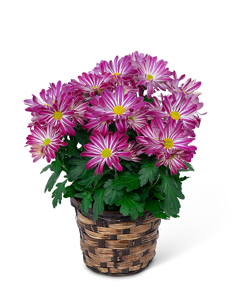 Tri-Cities Chaplaincy Blooming Plants
