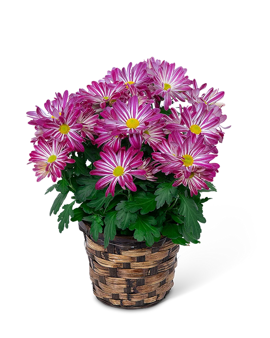 Tri-Cities Chaplaincy Blooming Plants