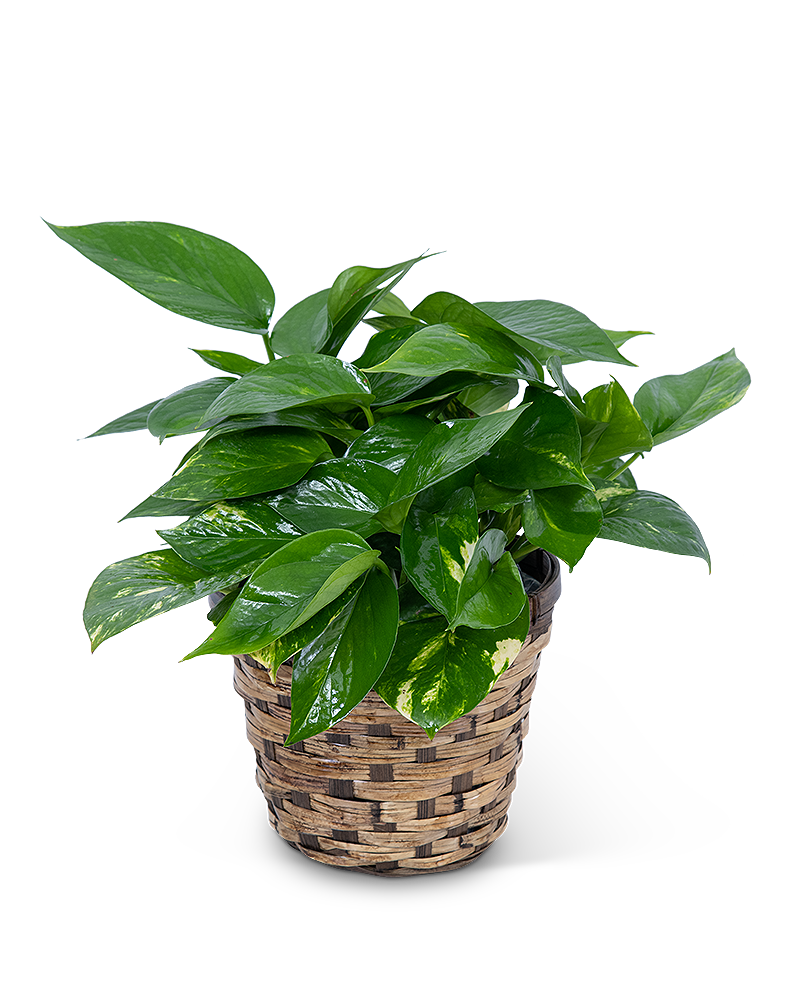 Pothos Plant In Basket
