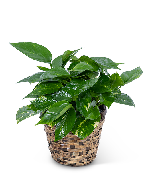 Pothos Plant In Basket