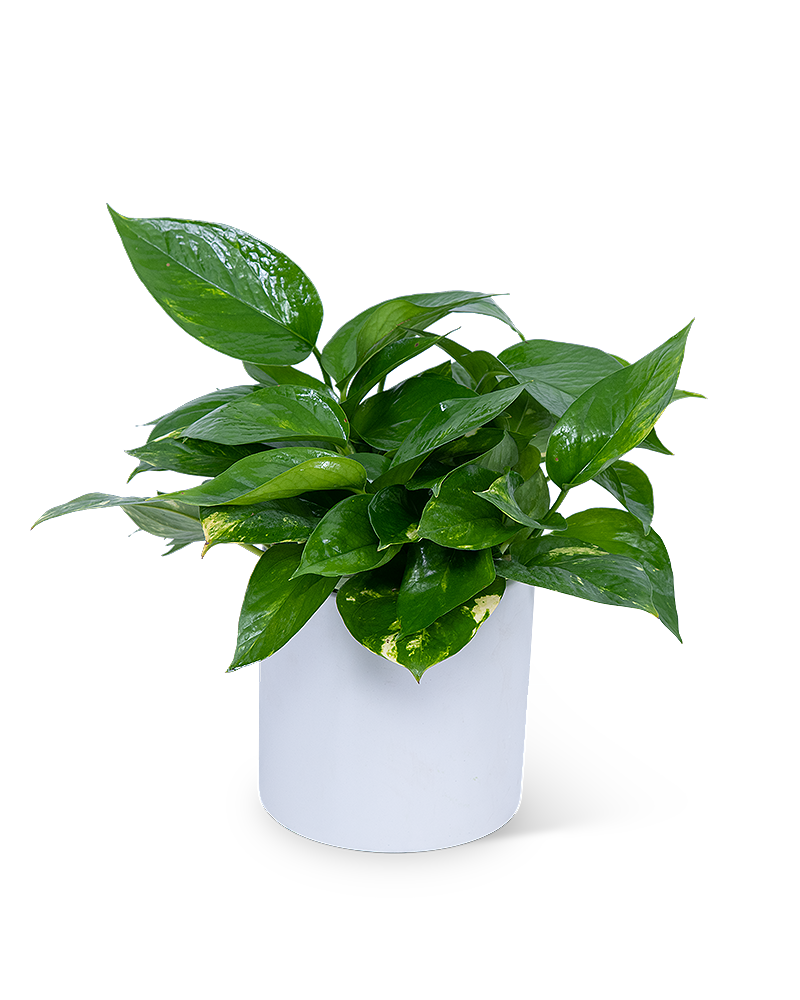 Pothos Plant