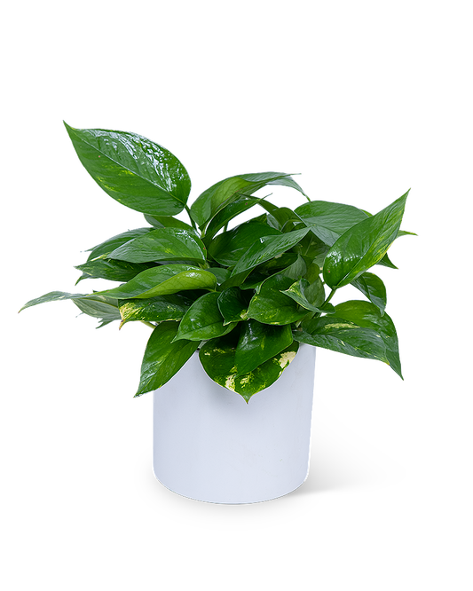 Pothos Plant