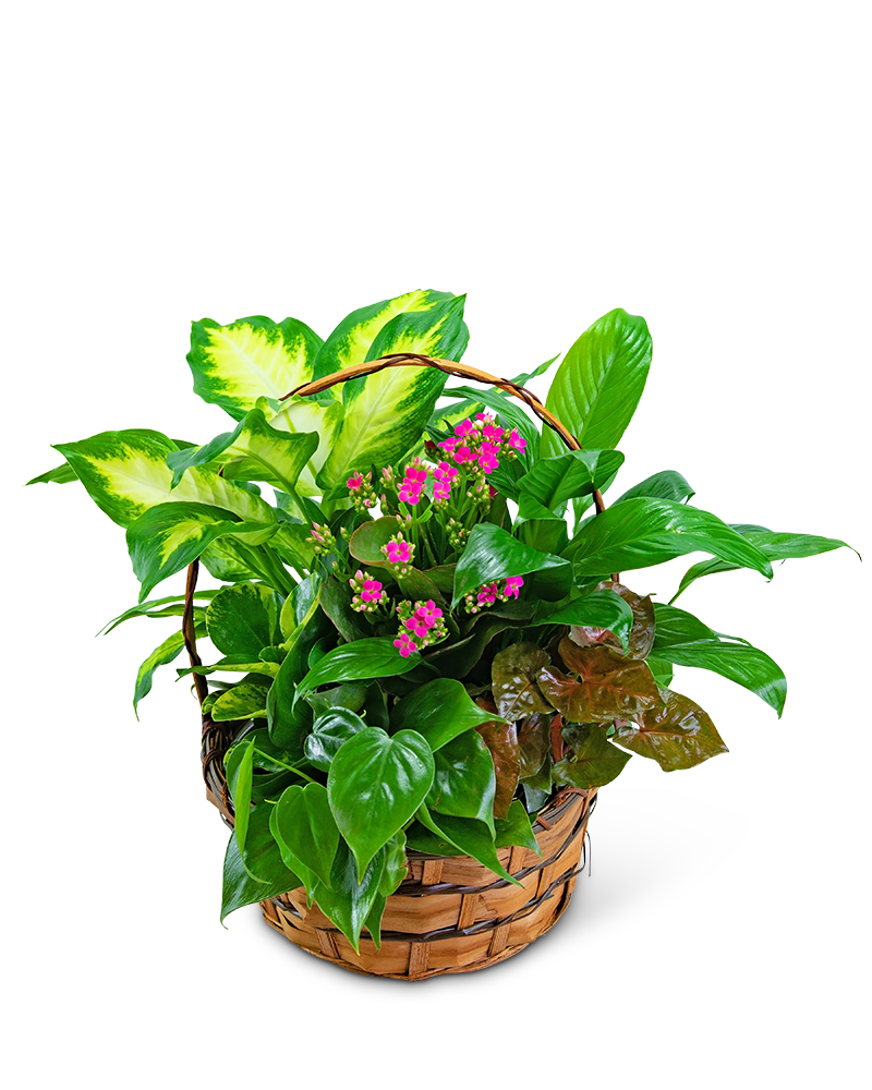 Medium Blooming Dish Garden