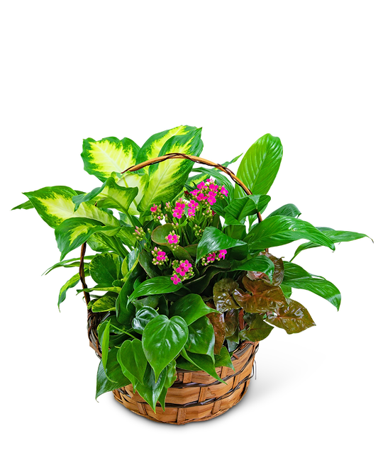 Medium Blooming Dish Garden