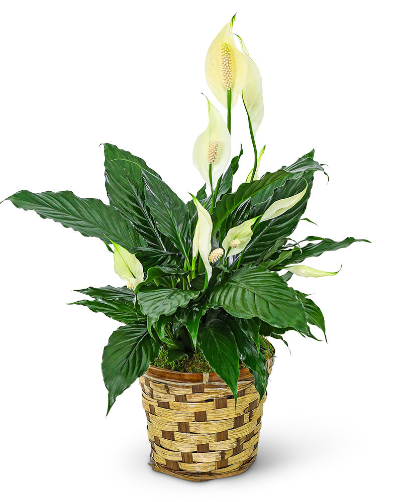 Tranquility Peace Lily Plant