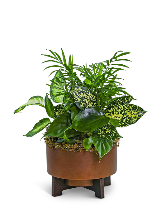 Dish Garden in Modern Copper
