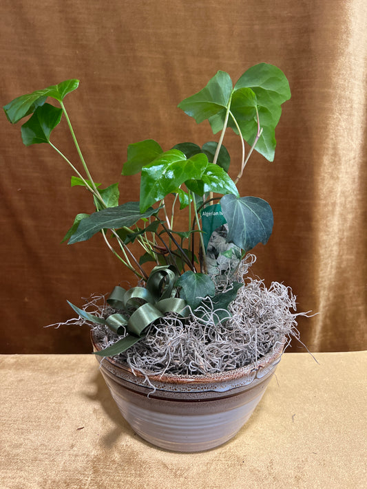 Algerian Ivy
