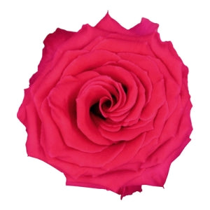 Forever Rose