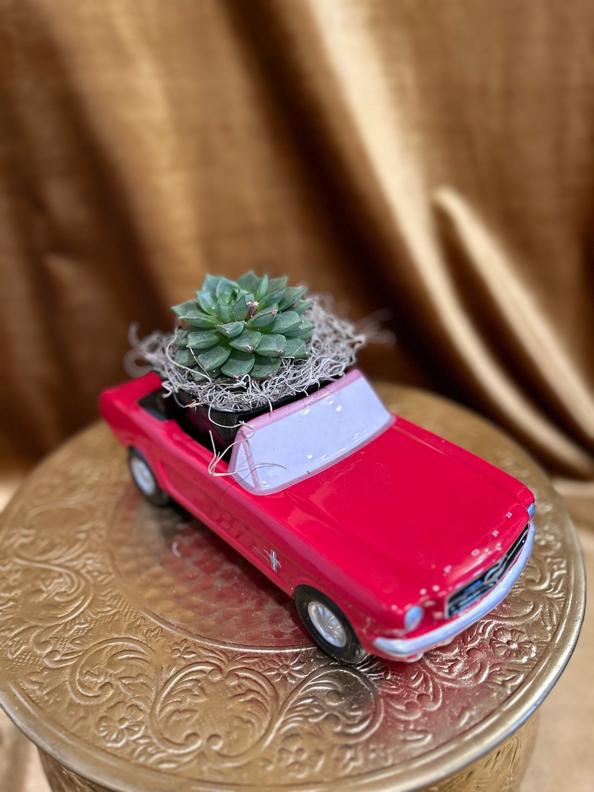 succulents for car Succulent car – Lucky Flowers