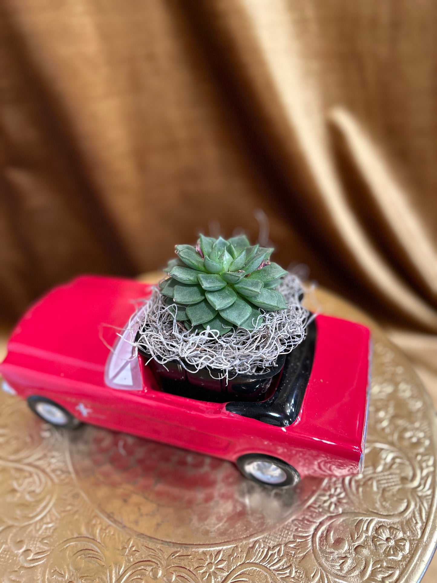 Succulent car