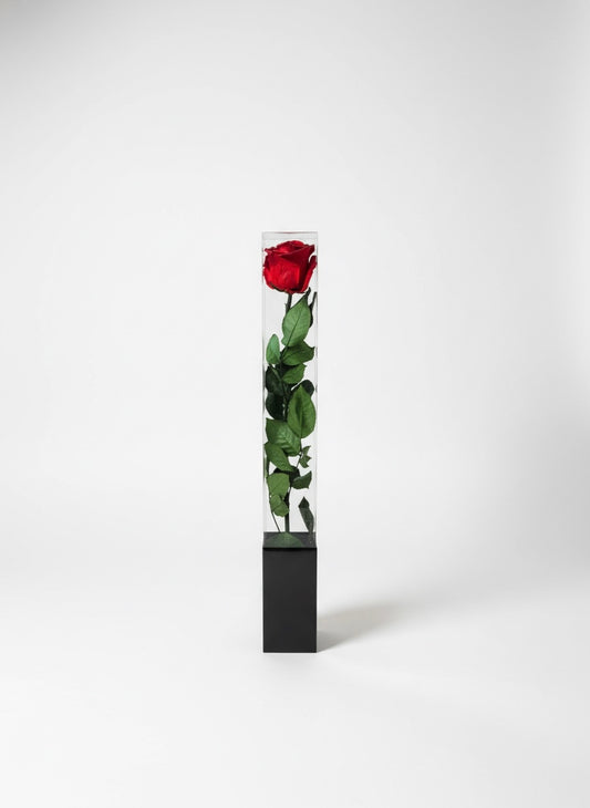 Forever Rose