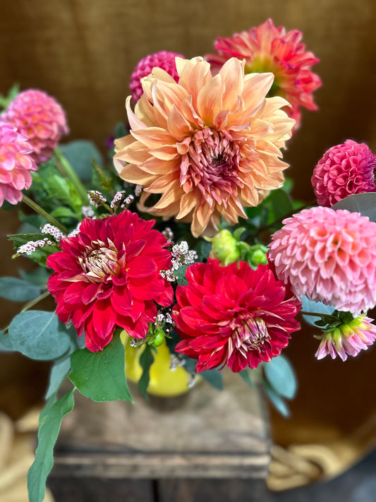 Dahlia pitcher