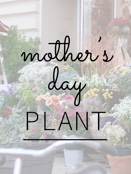 Mother's Day Plant