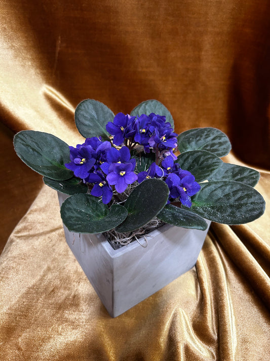 Sweet Violet