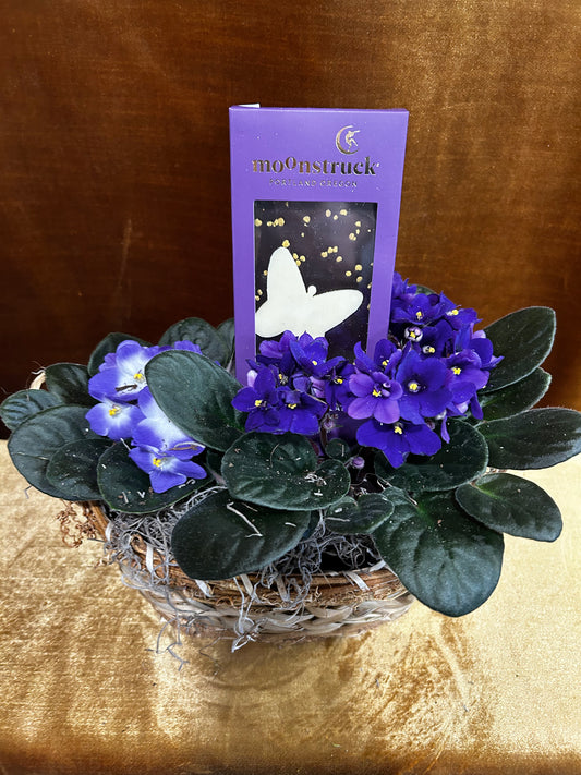 Butterfly Violets