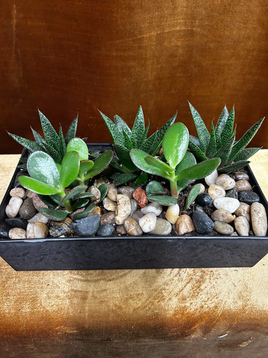 Modern Succulents