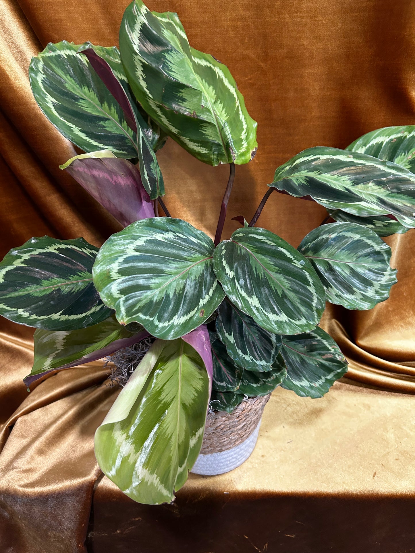 Seagrass Calathea