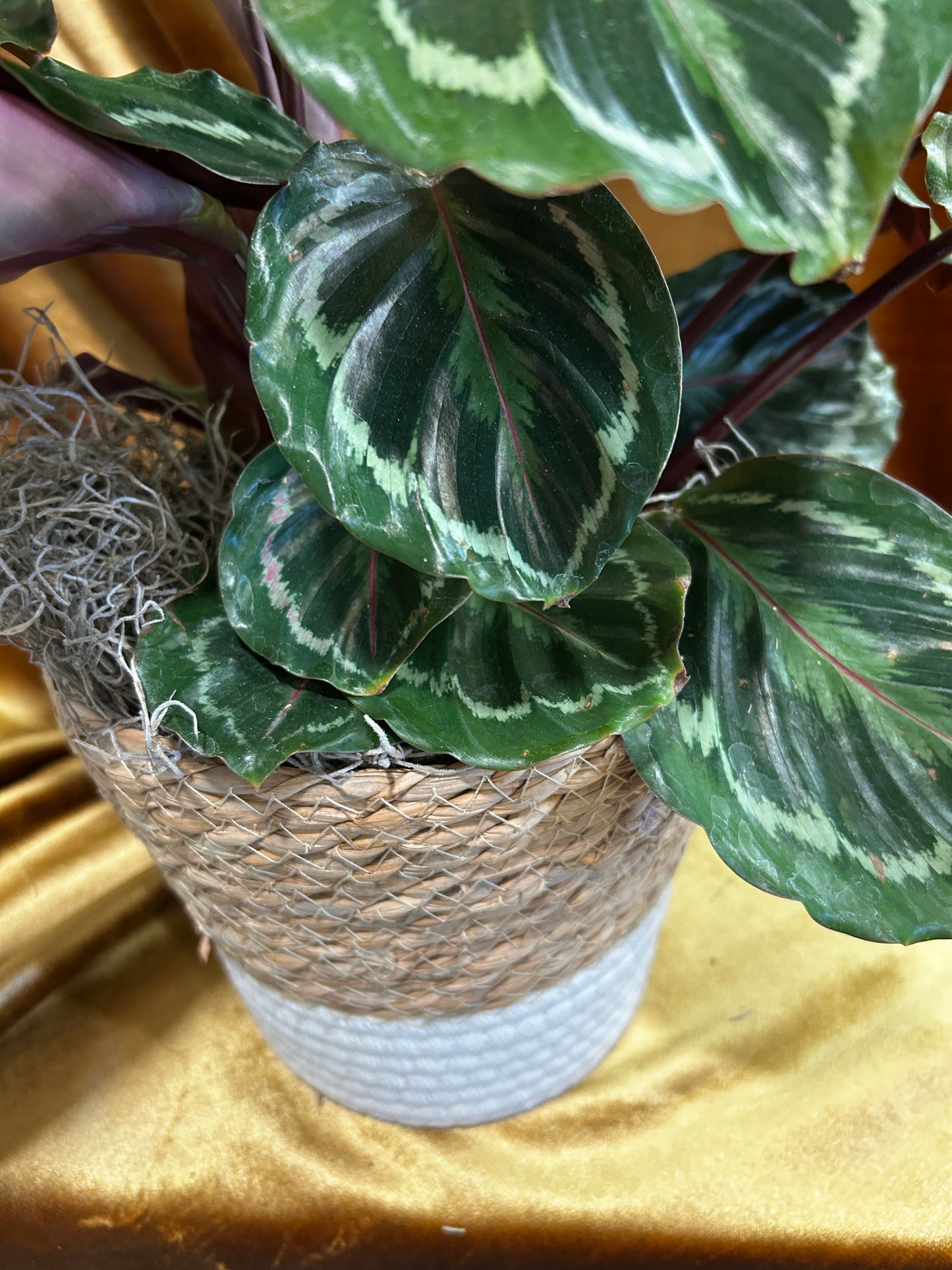 Seagrass Calathea