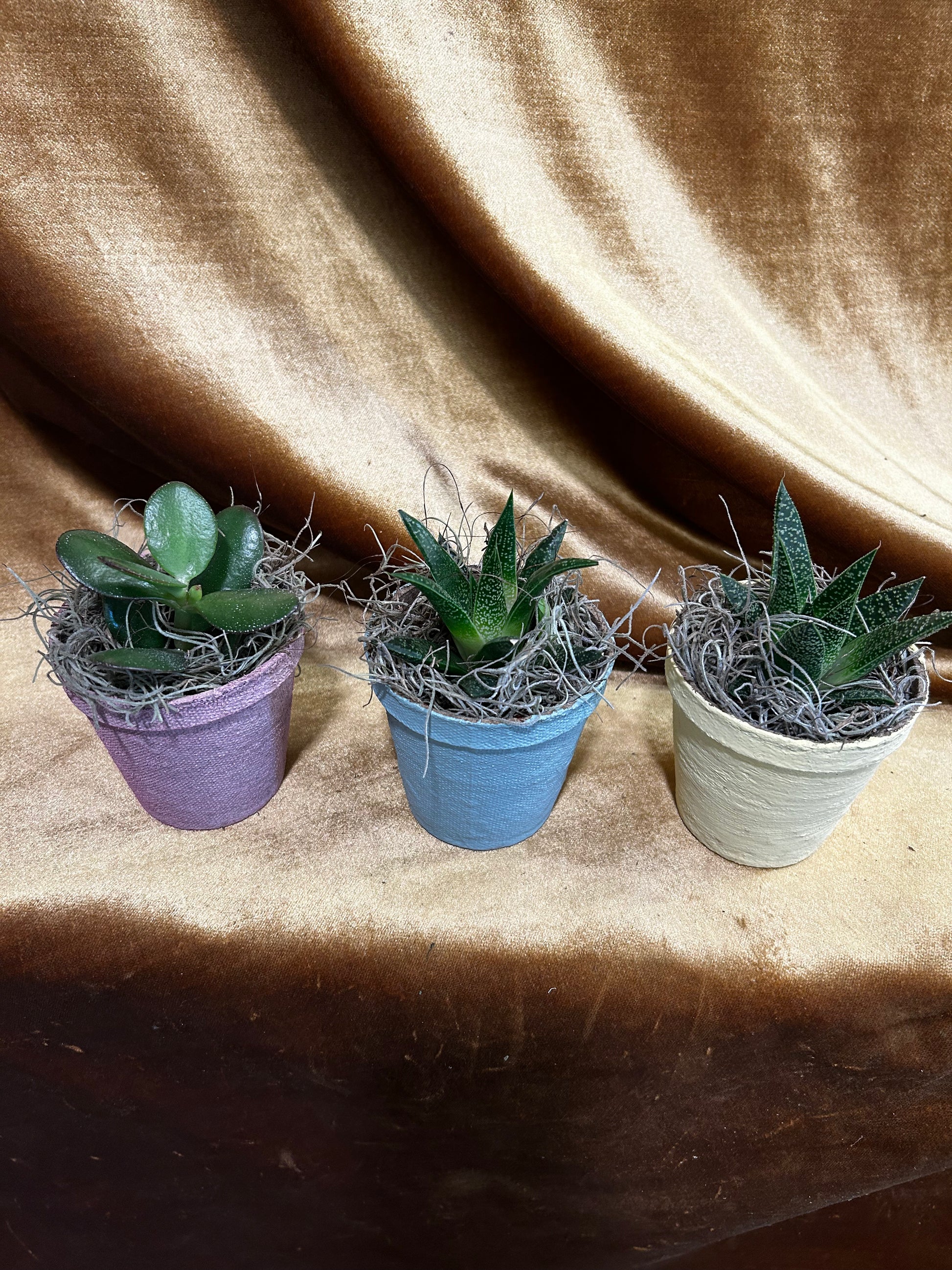 are succulents lucky plants Succulents