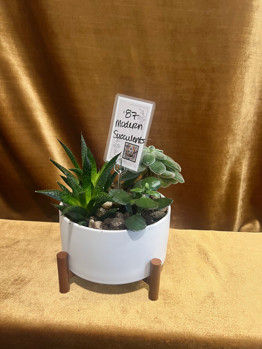 Modern Succulents