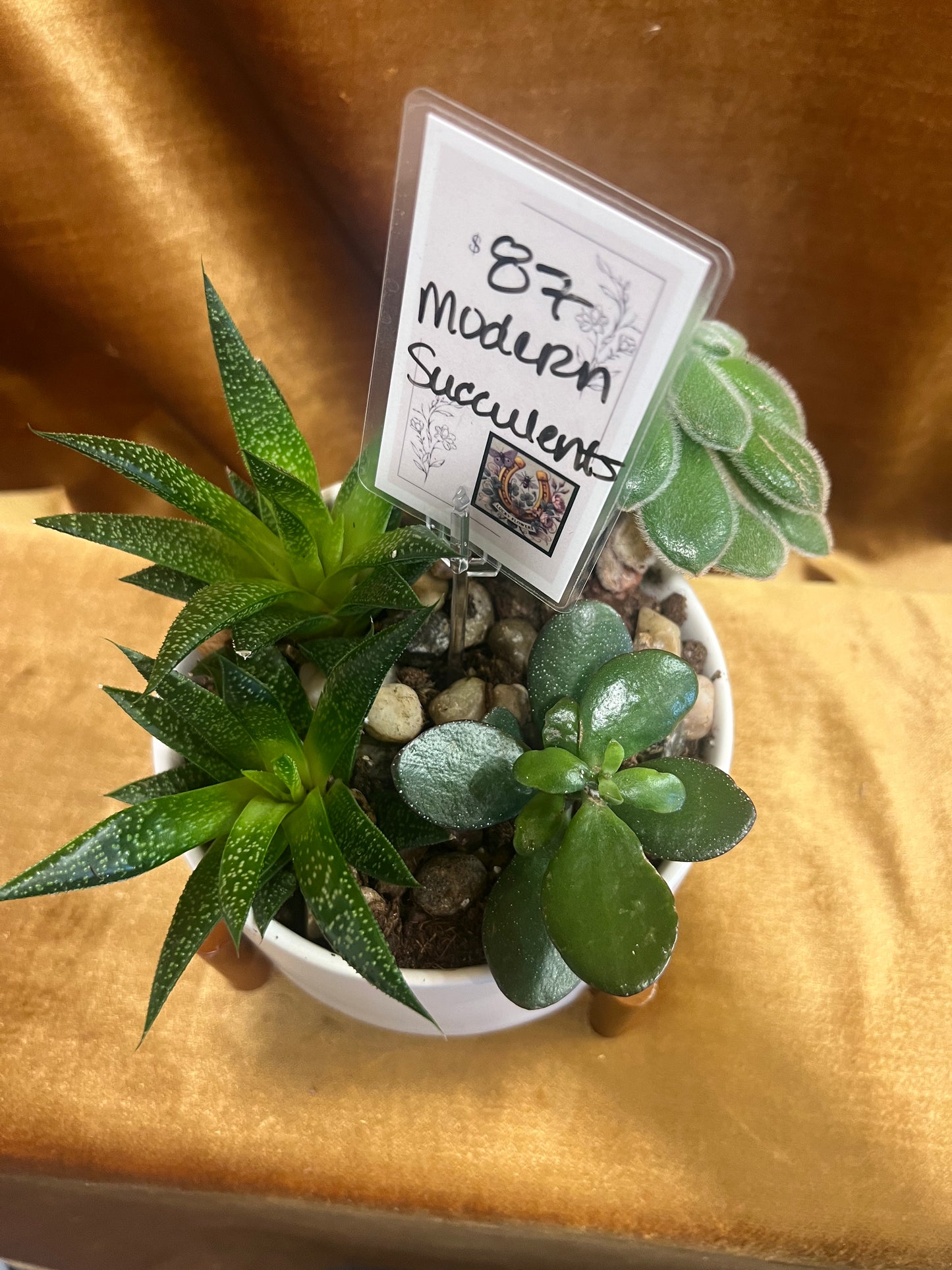 Modern Succulents