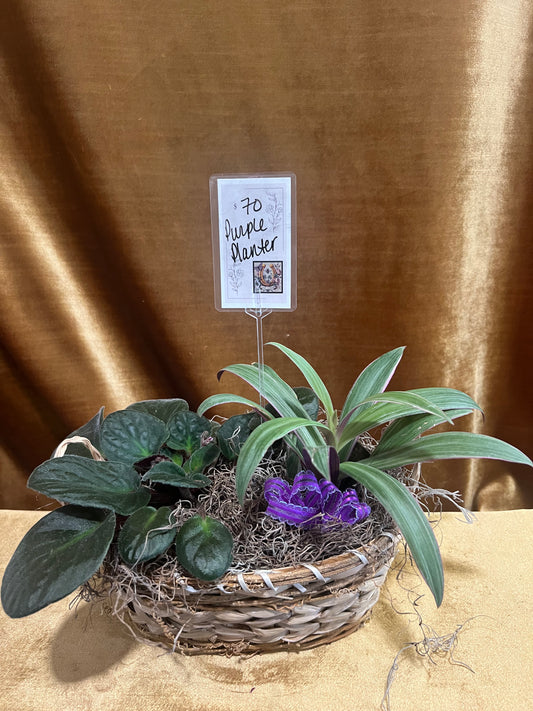Purple Planter