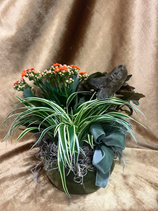 Blooming Velvet
