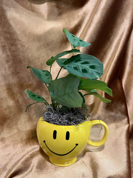 Smile Babe
