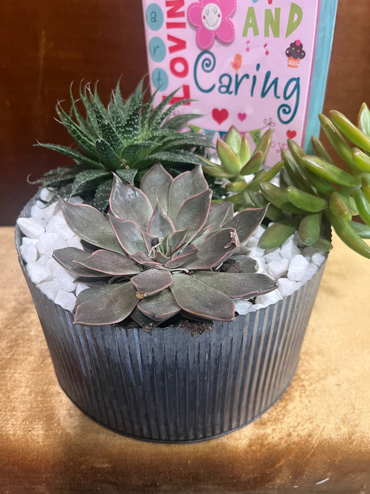 Zinc Succulents