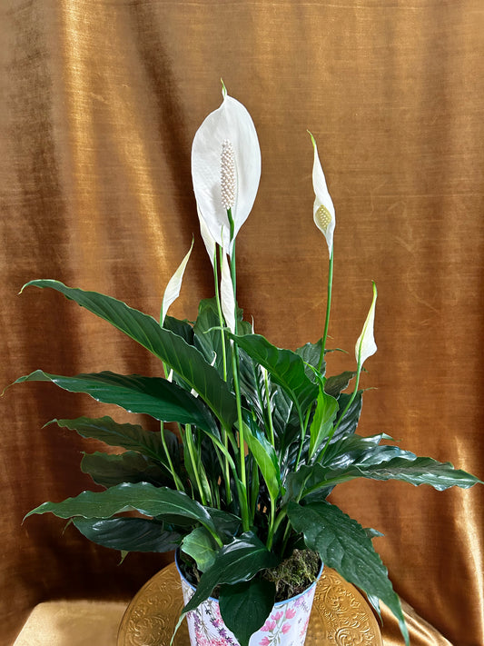 Peace lily